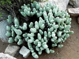 Gibbaeum pubescens clump conference
