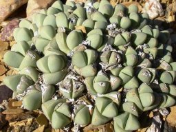 Gibbaeum petrense 