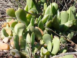 Gibbaeum velutinum 