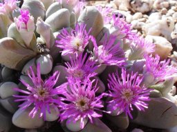 Gibbaeum pubescens