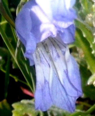 Gladiolus gracilis