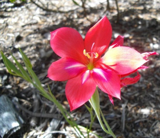 Gladiolus carmineus