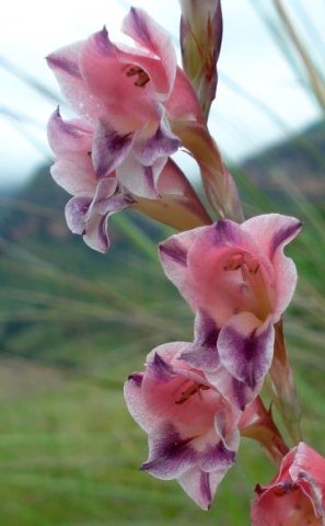 Gladiolus crassifolius flowers