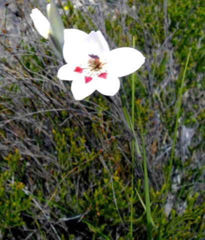 Gladiolus debilis