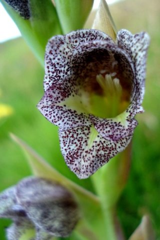 Gladiolus ecklonii dark-speckled flower