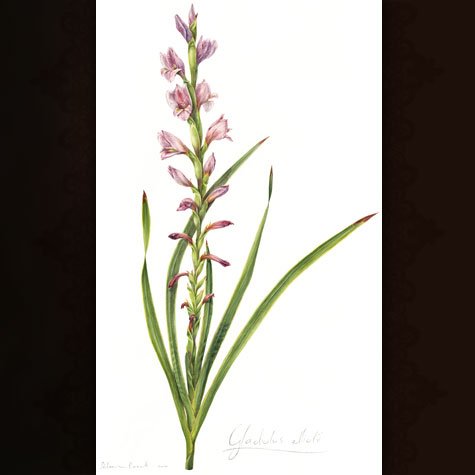 Gladiolus elliotii