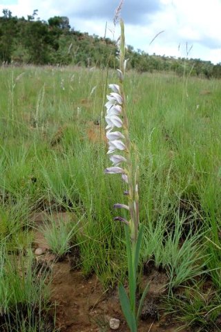 Gladiolus elliotii leaves