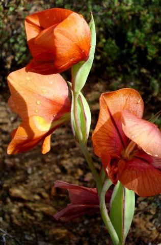 Gladiolus equitans bracts in the spike