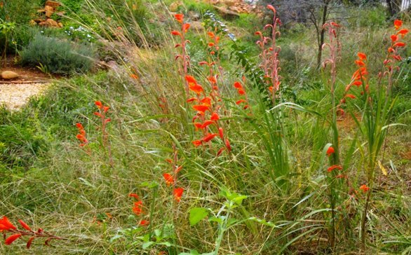 Gladiolus hybrid, close to G. dalenii