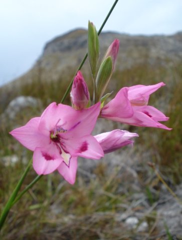 Gladiolus inflatus