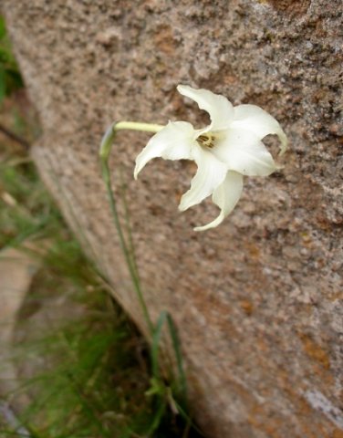 Gladiolus longicollis subsp. platypetalus