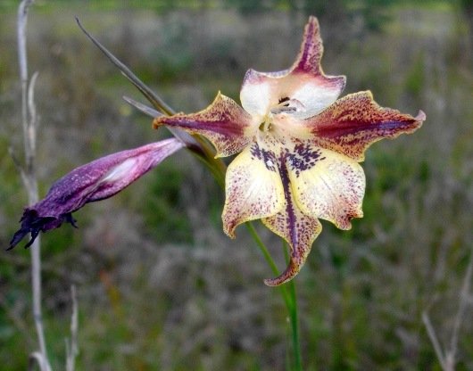 Gladiolus maculatus