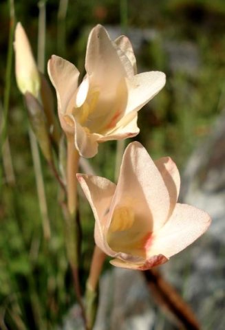 Gladiolus monticola flowers
