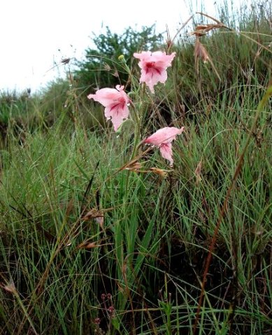 Gladiolus mortonius 