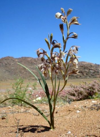 Gladiolus orchidiflorus leaves