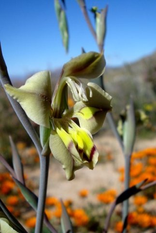 Gladiolus orchidiflorus style branches and anthers