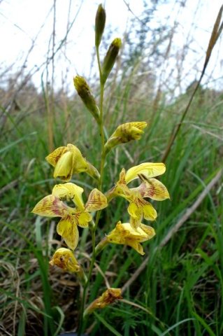 Gladiolus pardalinus spike-shaped inflorescence