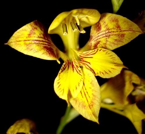 Gladiolus pardalinus night photo