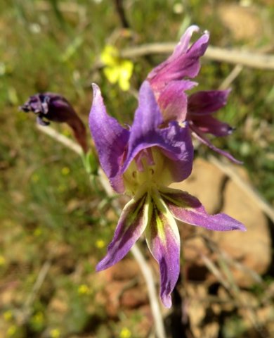 Gladiolus between permeabilis and venustus