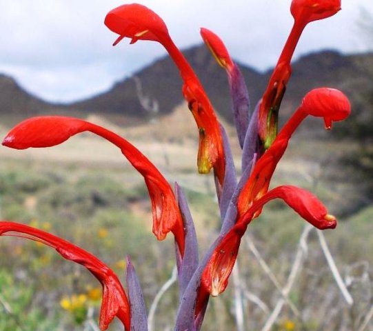 Gladiolus saccatus flowers