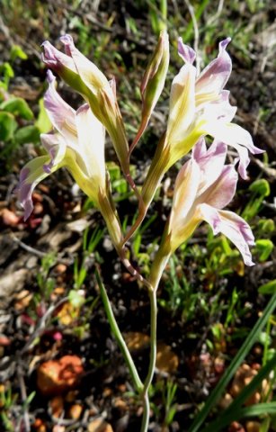 Gladiolus scullyi zigzagging spike