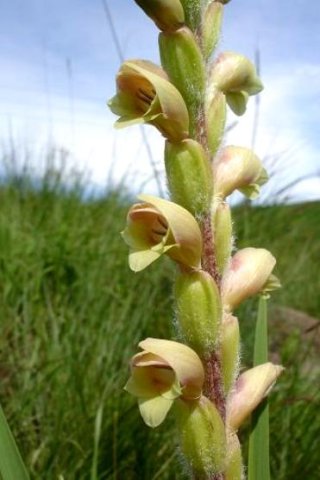 Gladiolus sericeovillosus subsp. sericeovillosus soft colours