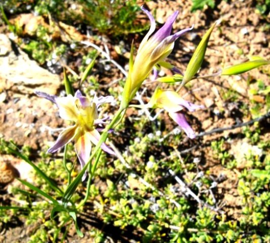 Gladiolus venustus
