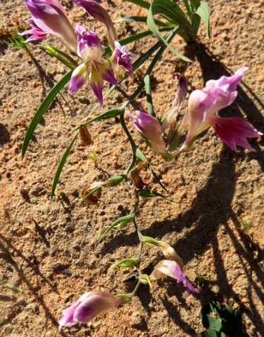 Gladiolus venustus burden of achievement