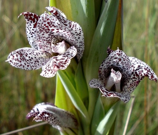 Gladiolus vinosomaculatus unsettled tepals