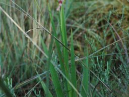 Gladiolus species with small flowers