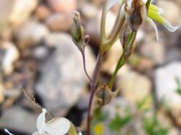 Gladiolus permeabilis subsp. edulis