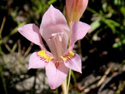Gladiolus brevifolius flower