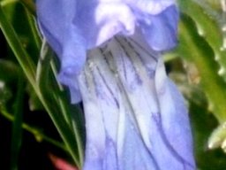 Gladiolus gracilis