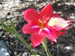 Gladiolus carmineus