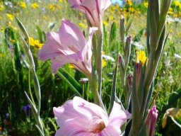 Gladiolus caryophyllaceus