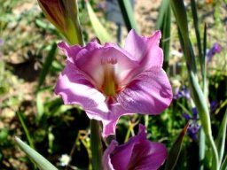 Gladiolus caryophyllaceus