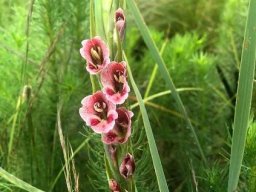 Gladiolus crassifolius, a dark flowering form
