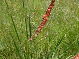 Gladiolus crassifolius leaves