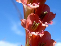 Gladiolus crassifolius anthers