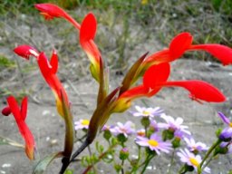 Gladiolus cunonius, the spoon flower