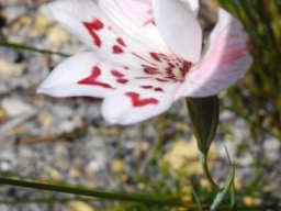 Gladiolus variegatus