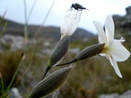 Gladiolus debilis bracts