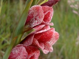 Gladiolus ecklonii
