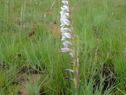 Gladiolus elliotii leaves