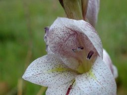 Gladiolus elliotii flower