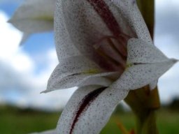 Gladiolus elliotii flower