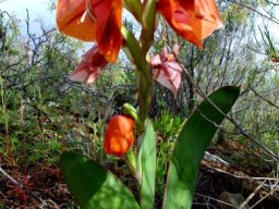 Gladiolus equitans