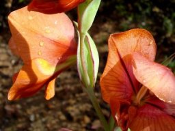 Gladiolus equitans bracts in the spike