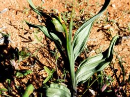 Gladiolus equitans leaves