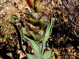 Gladiolus equitans fruit